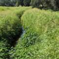 Maintenance Underway Along Rolling Fork Channel